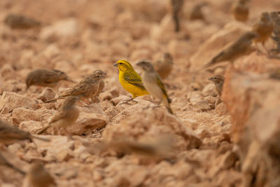 Close-up of bird perching on a field