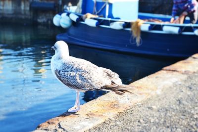 Seagull on retaining wall by river