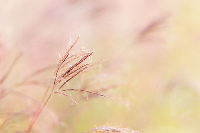 Close-up of pink flowering plant on field