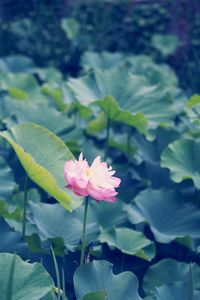 Close-up of pink water lily in pond