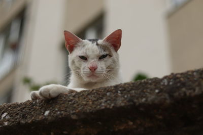 Close-up portrait of white cat