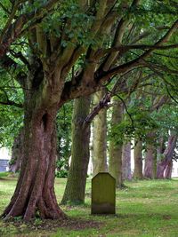 Trees growing in park