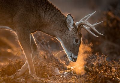 Side view of deer standing on land during sunset