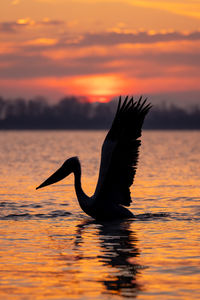 Birds in lake