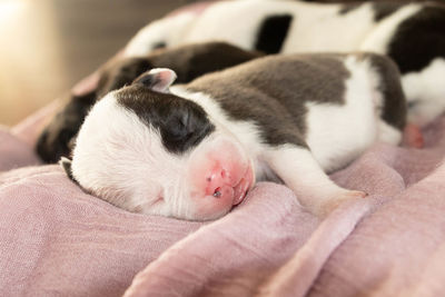 American bully pups