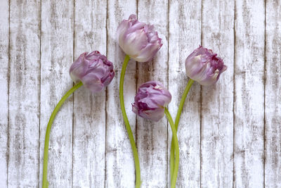 Close-up of tulips against white background