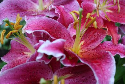 Close-up of raindrops on pink flowers