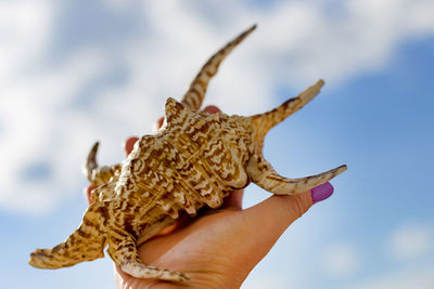 Close-up of a hand holding dried