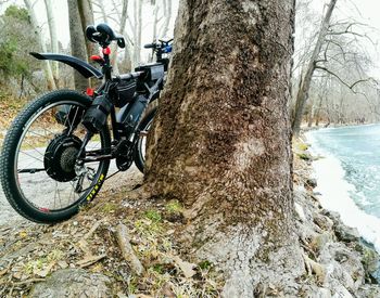 Bicycle on tree