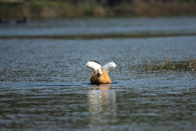 Duck swimming in lake