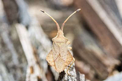 Close-up of dry leaf on tree trunk during winter