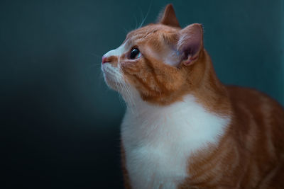 Close-up of a cat looking away