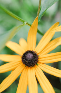 Close-up of yellow daisy flower