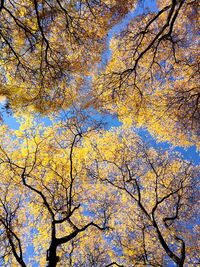 Low angle view of trees against clear sky