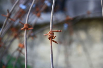 Close-up of fence