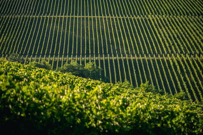 High angle view of vineyard