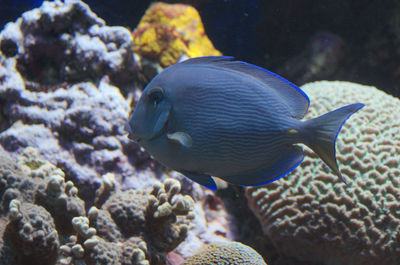 Close-up of fish swimming in aquarium