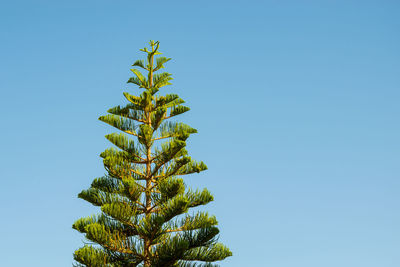 Low angle view of palm tree against clear blue sky