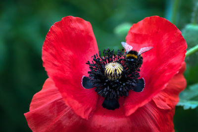 Close-up of red poppy