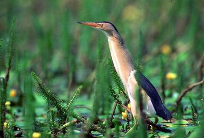 Close-up of a bird