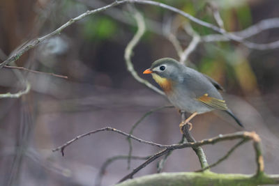 Close-up of bird perching on branch