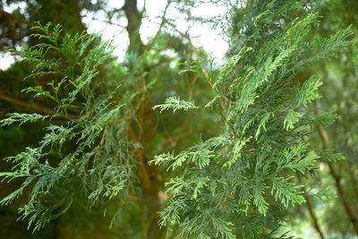 Close-up of pine tree