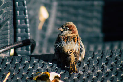 Close-up of bird perching on metal fence