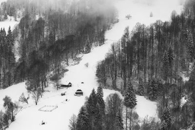 Pine trees in forest during winter