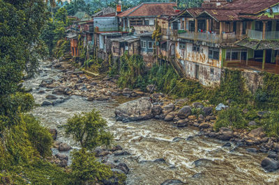 View of trees with buildings in background