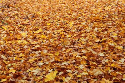 Close-up of maple leaves fallen in autumn