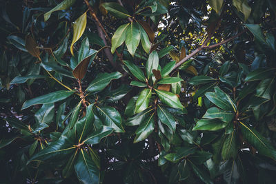 High angle view of plant growing on field