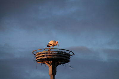 Low angle view of stork against cloudy sky