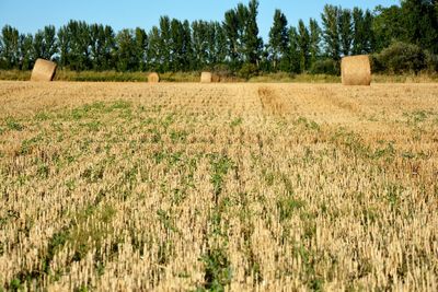 Straw bales