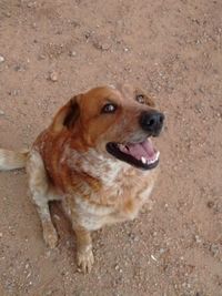 Close-up of dog on field