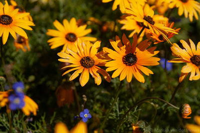 Close-up of yellow flowering plants on field