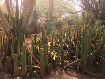 Cactus plants against trees