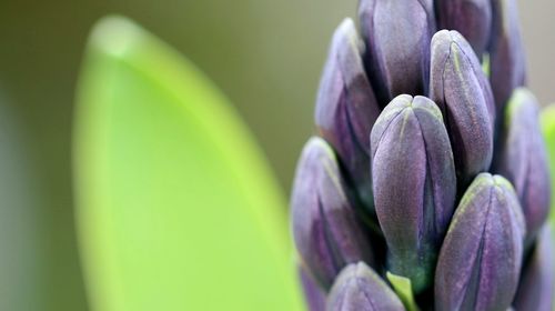 Close-up of purple flower