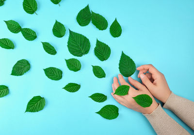 High angle view of hand holding leaf over blue background