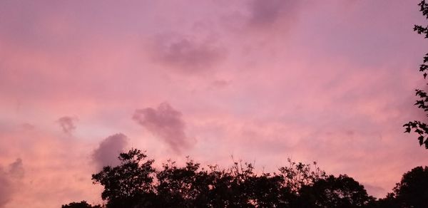 Low angle view of silhouette plants against dramatic sky during sunset