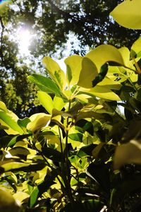 Low angle view of leaves