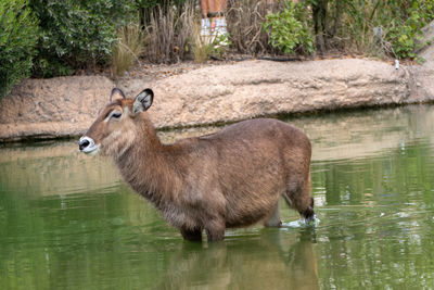 Side view of deer drinking water