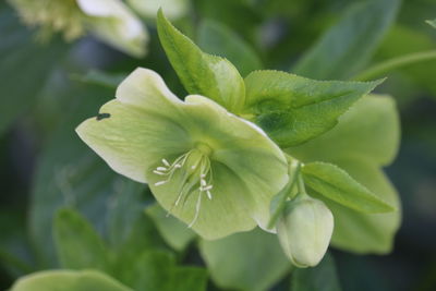 Close-up of green leaves on plant