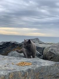 View of turtle on rock at beach against sky