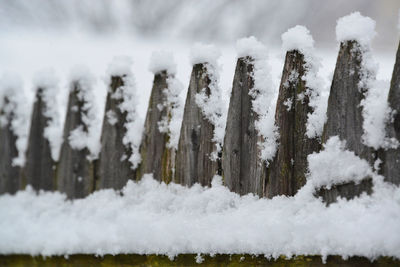 Close-up of icicles on snow covered land