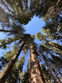 Low angle view of trees against sky