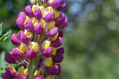 Close up of a purple and yellow lupin flower