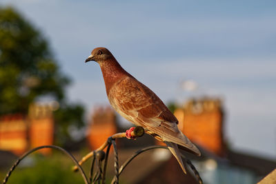 Close-up of bird perching