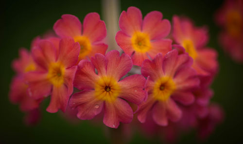 Close-up of flowers blooming outdoors