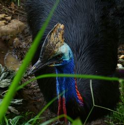 Close-up of bird