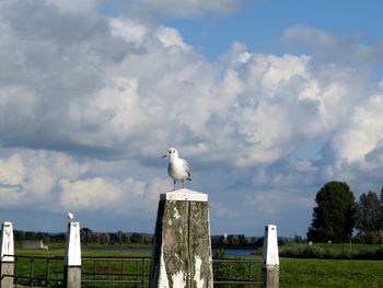 Seagull perching on wooden post against sky
